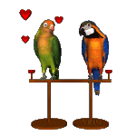 Gif animé amour oiseaux
